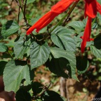 Salvia splendens Sellow ex Nees